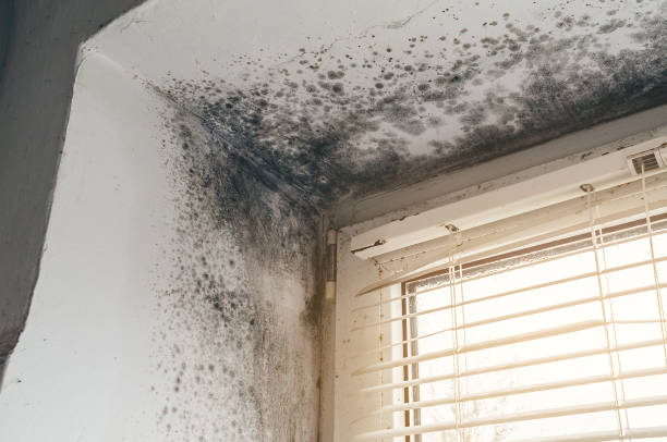 Affordable Mold Cleanup solutions in Dayton, WA